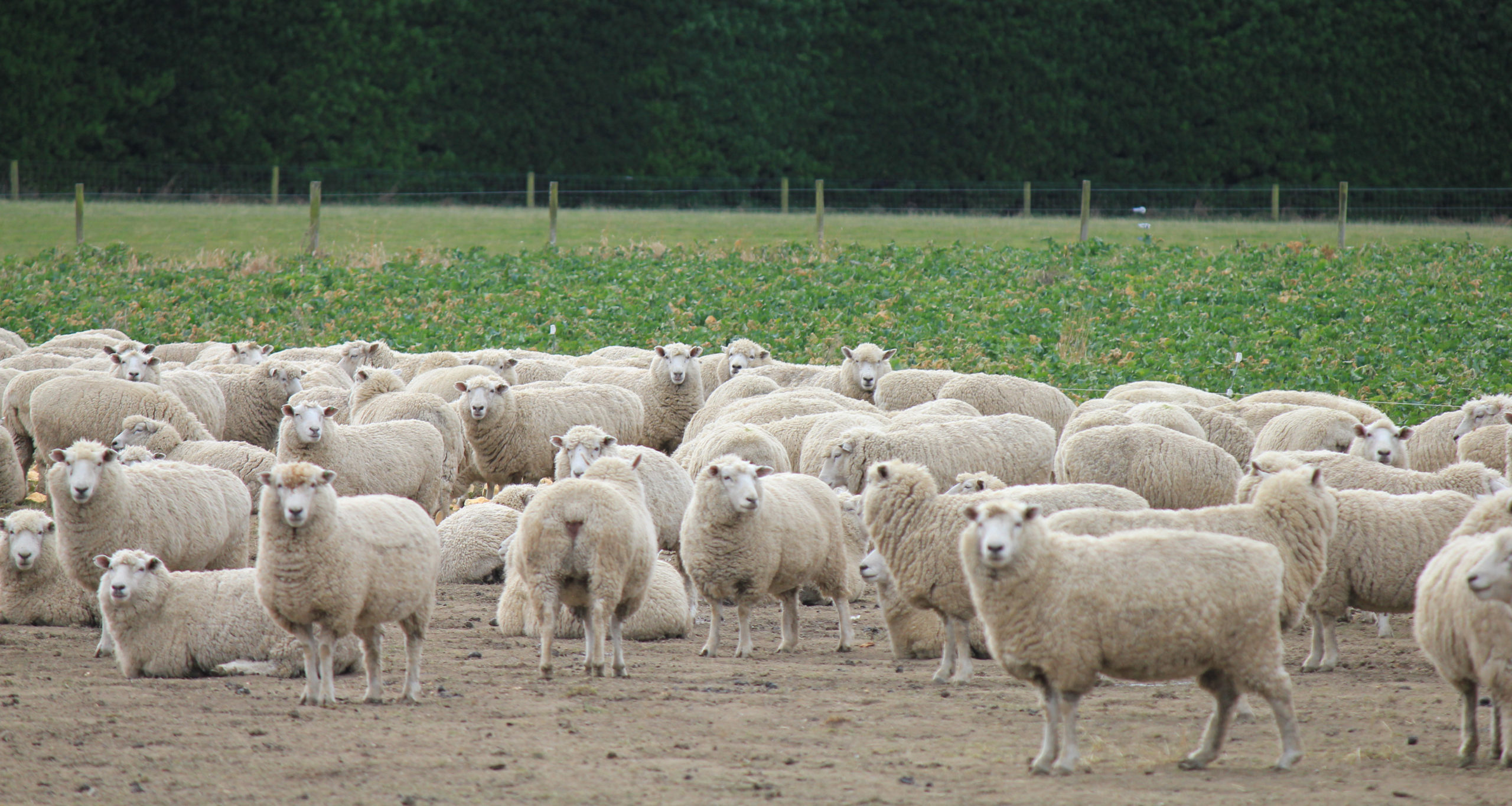 Vaccinated Sheep In Paddock