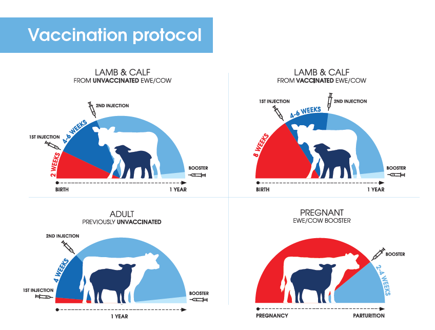 Vaccine Protocol Timeline